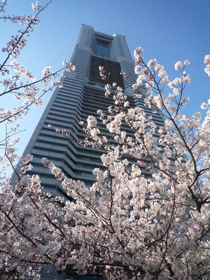 ランドマークタワーと桜１.jpg