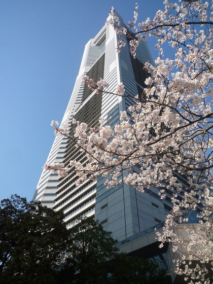 ランドマークタワーと桜２.jpg
