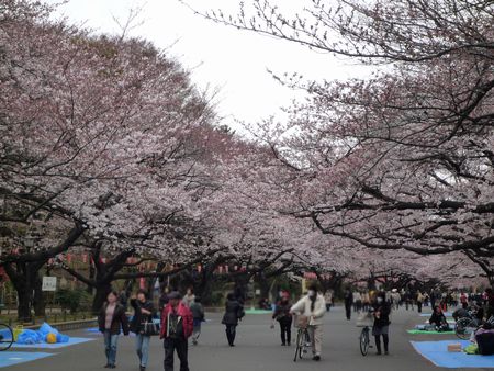 上野公園の桜.jpg