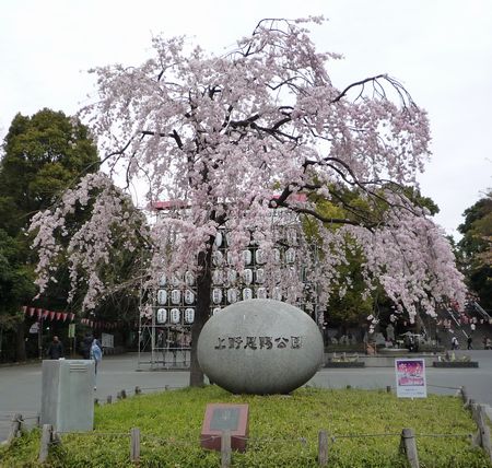上野公園入口の桜.jpg