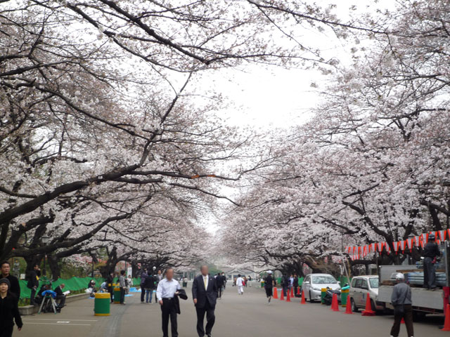 上野公園桜並木.jpg