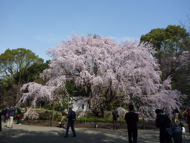 六義園しだれ桜.jpg